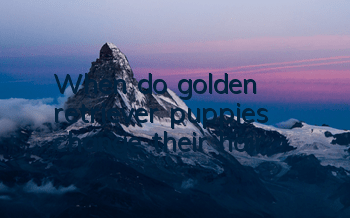 When do golden retriever puppies change their hair?
