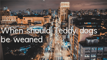 When should Teddy dogs be weaned?