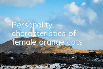 Personality characteristics of female orange cats