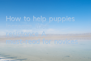 THow to help puppies increase their resistance? A must-read for novices!