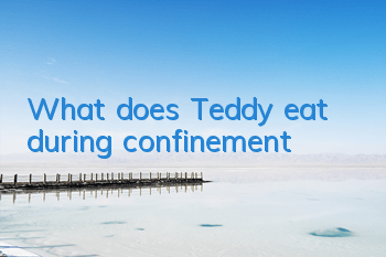 What does Teddy eat during confinement?