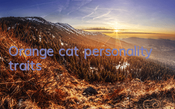 Orange cat personality traits