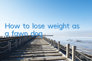 How to lose weight as a fawn dog