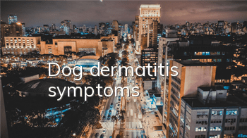 TDog dermatitis symptoms