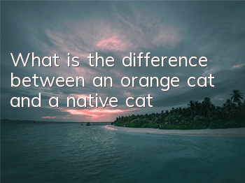 What is the difference between an orange cat and a native cat?