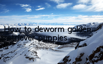 How to deworm golden retriever puppies