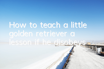 How to teach a little golden retriever a lesson if he disobeys?