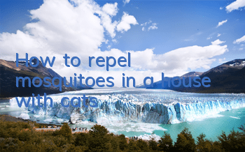 How to repel mosquitoes in a house with cats