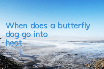 When does a butterfly dog ​​go into heat?