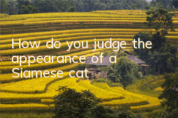 THow do you judge the appearance of a Siamese cat?