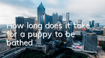 How long does it take for a puppy to be bathed?