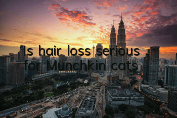 Is hair loss serious for Munchkin cats?