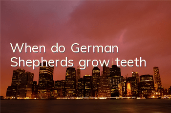 When do German Shepherds grow teeth?