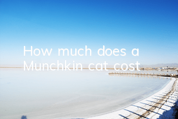 How much does a Munchkin cat cost?