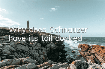 Why does Schnauzer have its tail docked?