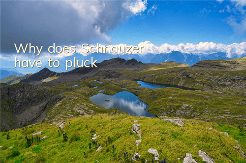 Why does Schnauzer have to pluck?