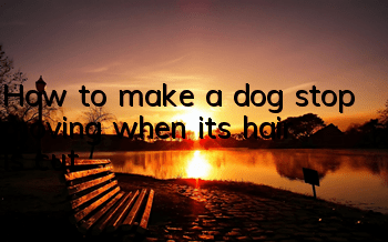 How to make a dog stop moving when its hair is cut