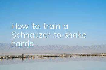 How to train a Schnauzer to shake hands