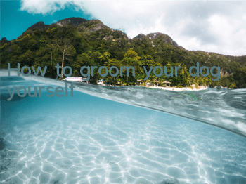 How to groom your dog yourself