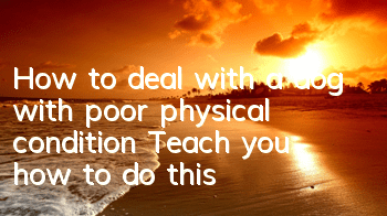 THow to deal with a dog with poor physical condition? Teach you how to do this!