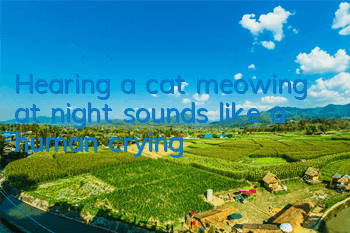 Hearing a cat meowing at night sounds like a human crying