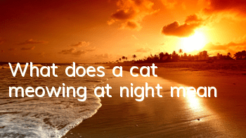 What does a cat meowing at night mean?