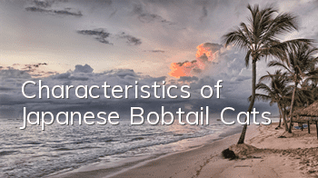 Characteristics of Japanese Bobtail Cats