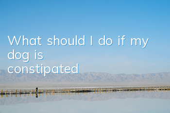 What should I do if my dog ​​is constipated?