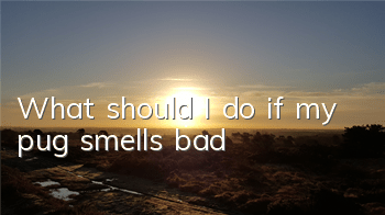 What should I do if my pug smells bad?