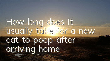 How long does it usually take for a new cat to poop after arriving home?