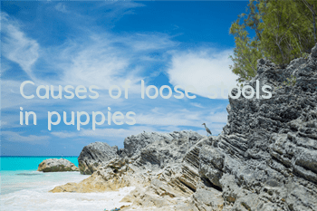 TCauses of loose stools in puppies