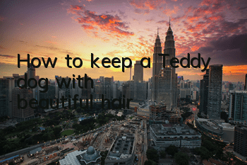 How to keep a Teddy dog ​​with beautiful hair