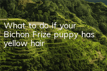 What to do if your Bichon Frize puppy has yellow hair