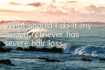 What should I do if my golden retriever has severe hair loss?