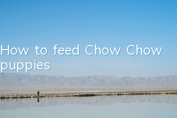 How to feed Chow Chow puppies