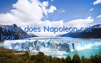 What does Napoleon cat look like?
