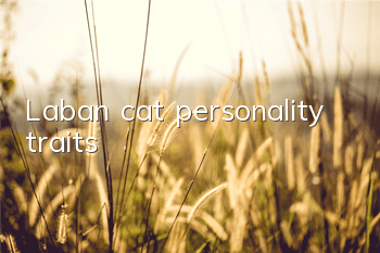 Laban cat personality traits