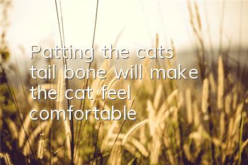 Patting the cat’s tail bone will make the cat feel comfortable