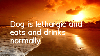 Dog is lethargic and eats and drinks normally