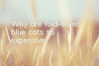 Why are fold-eared blue cats so expensive?