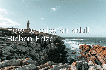 How to raise an adult Bichon Frize