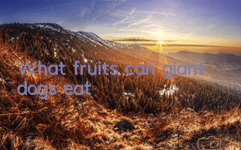 What fruits can giant dogs eat?