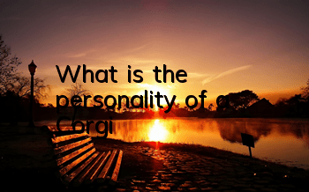 What is the personality of a Corgi?