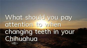 What should you pay attention to when changing teeth in your Chihuahua?