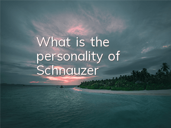 What is the personality of Schnauzer?