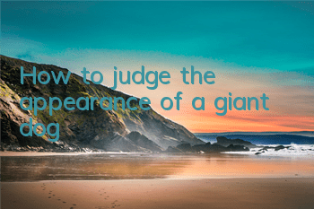 How to judge the appearance of a giant dog