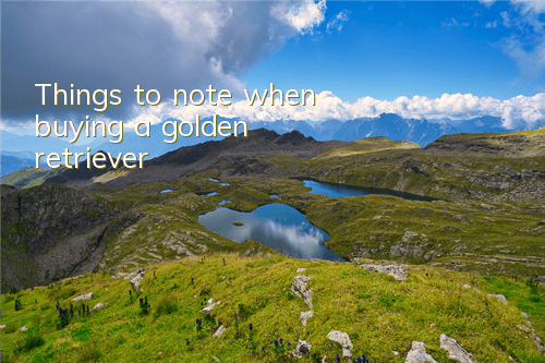 Things to note when buying a golden retriever