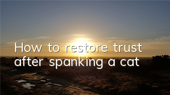 How to restore trust after spanking a cat