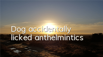 TDog accidentally licked anthelmintics