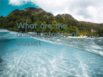 What are the disadvantages of Basset